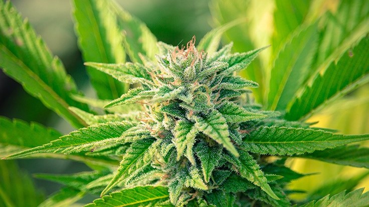 cannabis